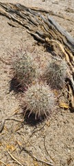 Mammillaria hutchisoniana