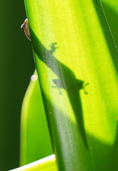 Phelsuma cepediana