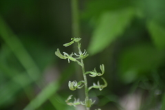 Neottia convallarioides