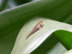Phelsuma cepediana