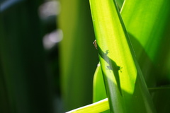 Phelsuma cepediana