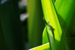 Phelsuma cepediana