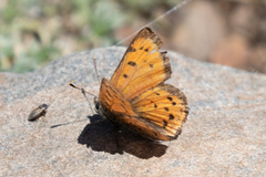 Lycaena cupreus