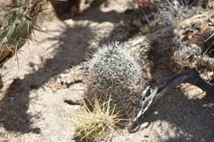 Mammillaria hutchisoniana