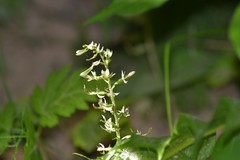 Neottia convallarioides