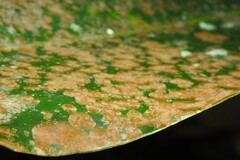 Pilocarpaceae