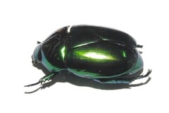 Macraspis chrysis