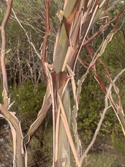 Leptospermum luehmannii