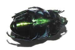 Macraspis chrysis