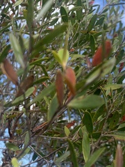 Leptospermum luehmannii