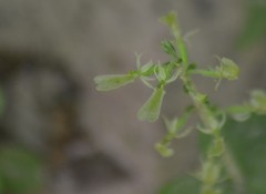 Neottia convallarioides