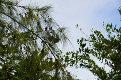 Pteropus rodricensis