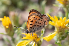 Lycaena cupreus
