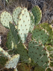 Opuntia