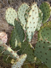 Opuntia