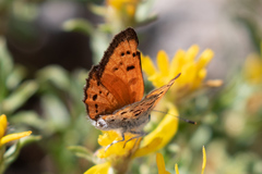 Lycaena cupreus