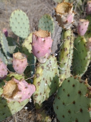 Opuntia