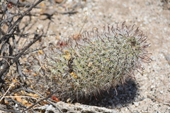 Mammillaria hutchisoniana