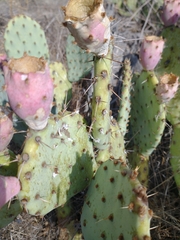 Opuntia
