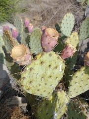 Opuntia