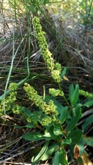 Rumex chrysocarpos