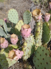 Opuntia