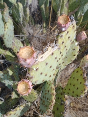 Opuntia