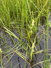 Sparganium rothertii