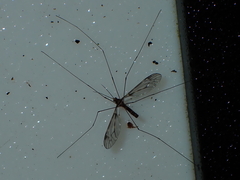 Leptotarsus cubitalis