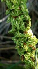 Rumex chrysocarpos