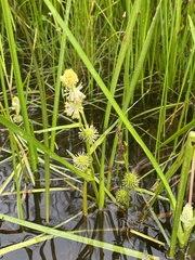 Sparganium rothertii