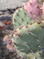 Opuntia