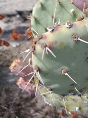 Opuntia