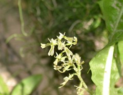 Neottia convallarioides