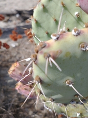 Opuntia