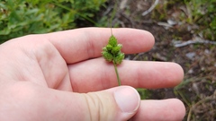 Carex cumulata
