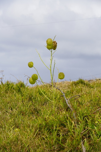 Gomphocarpus image