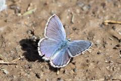 Plebejus fridayi