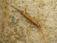 Nesomachilis