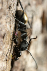 Polyrhachis erato