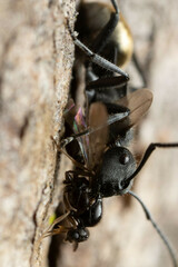 Polyrhachis erato