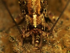 Nesomachilis