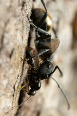 Polyrhachis erato