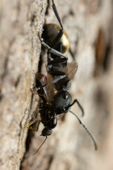 Polyrhachis erato