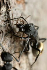 Polyrhachis erato