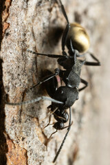 Polyrhachis erato