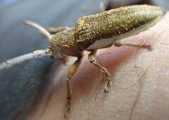 Rhytiphora decipiens