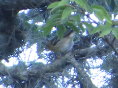 Setophaga fusca