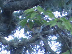 Setophaga fusca