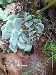 Echeveria elegans